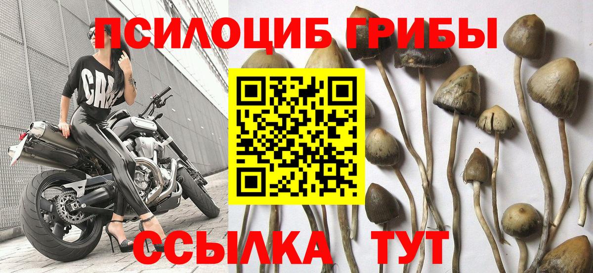 Галлюциногенные грибы Psilocybine cubensis Лосино-Петровский