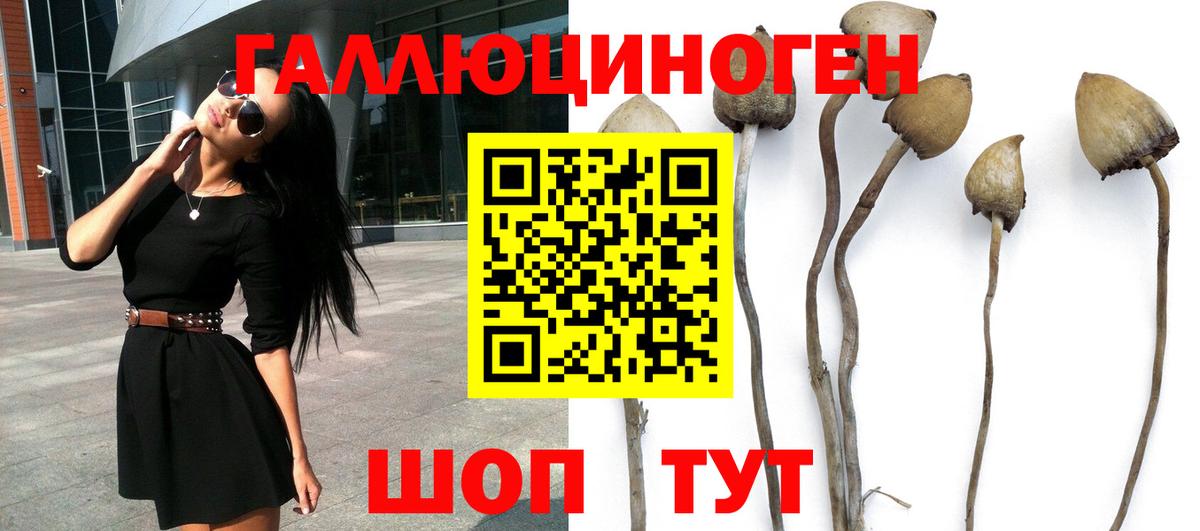 Лосино-Петровский  Псилоцибиновые грибы MAGIC MUSHROOMS  Вход с VPN 